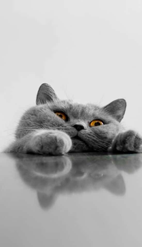 Wallpaper Kucing Hd Android Image Num 54