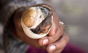 Makanan dengn Bahan Paling Jorok
