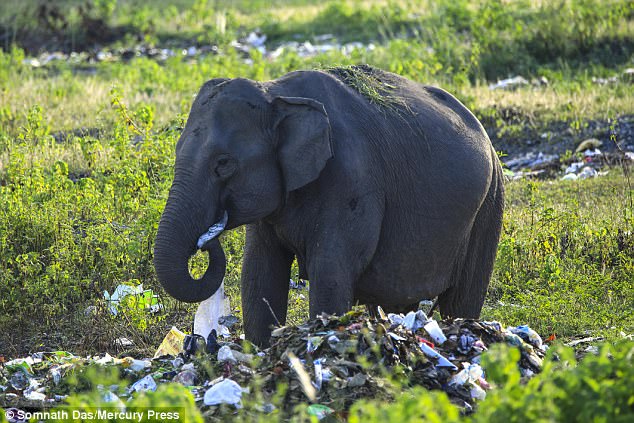 gajah-makan-sampah