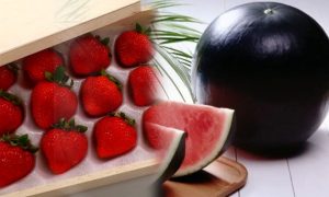 buah-termahal-di-dunia