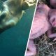 Hewan Ini Memiliki Tubuh Mirip Manusia