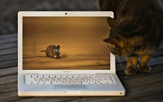 Cat With A Laptop