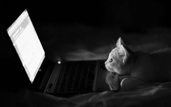 Cats See Laptops