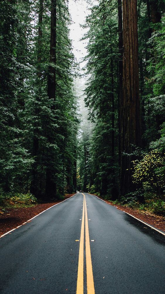 Middle Forest Road