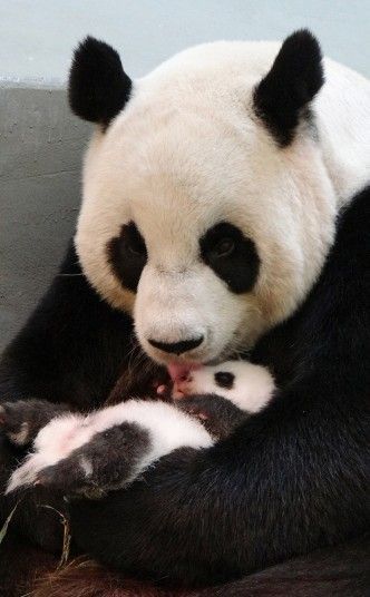 Mother and Baby Panda