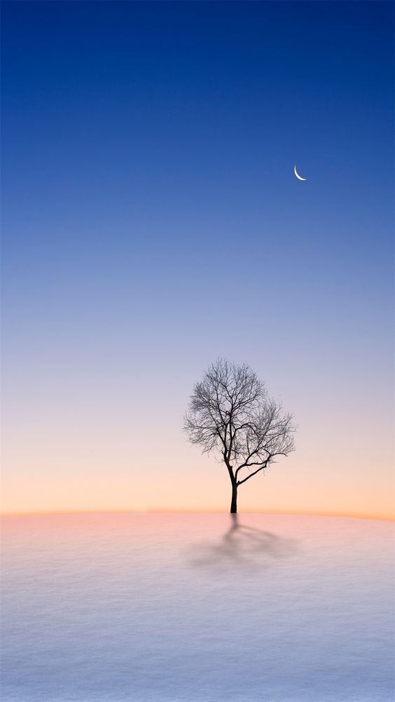 One Tree On The Beach