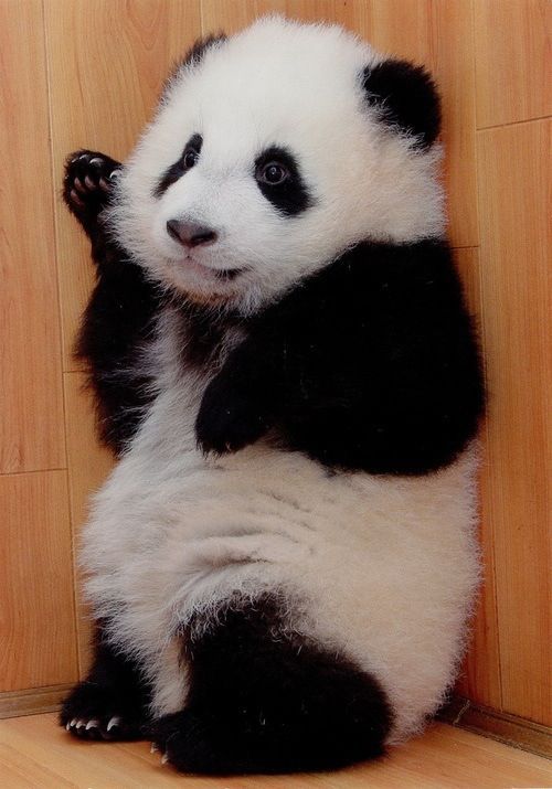 Panda Waving