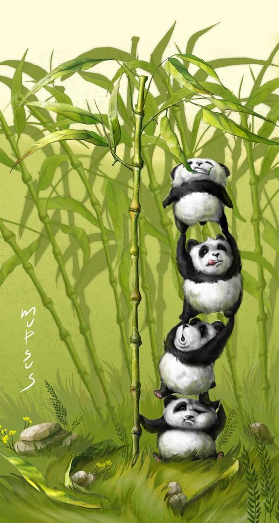Wallpaper Panda Lucu