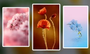 Wallpaper Bunga HD Paling Cantik