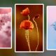 Wallpaper Bunga HD Paling Cantik