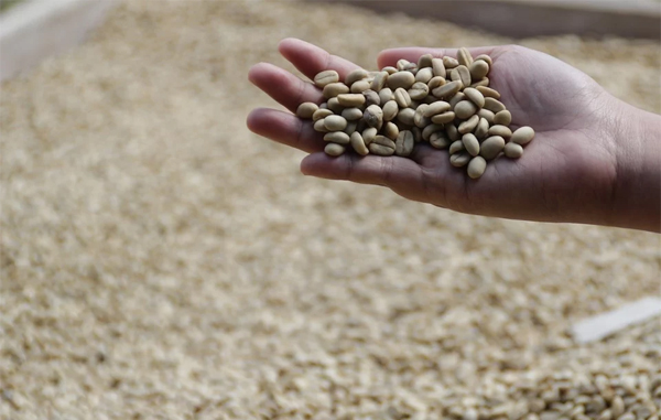 Negara Penghasil Biji Kopi Terbesar di Dunia