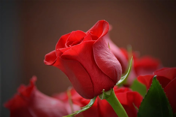 Simbol Romantis dari Valentine