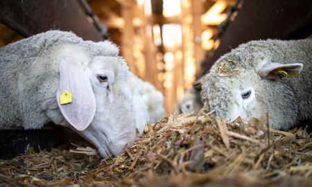 Perbedaan Qurban dan Aqiqah
