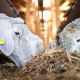 Perbedaan Qurban dan Aqiqah