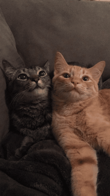 Couple Cat