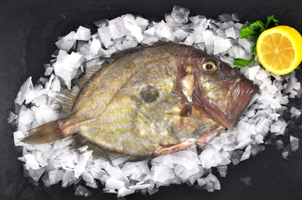 Makanan Tinggi Protein untuk Diet