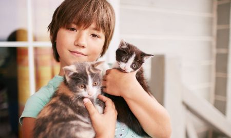 7 Cara Merawat Anak Kucing