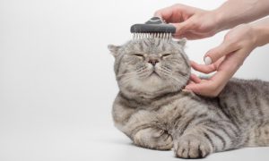 Cara Mengatasi Kutu Kucing dengan Cepat dan Aman