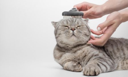 Cara Mengatasi Kutu Kucing dengan Cepat dan Aman