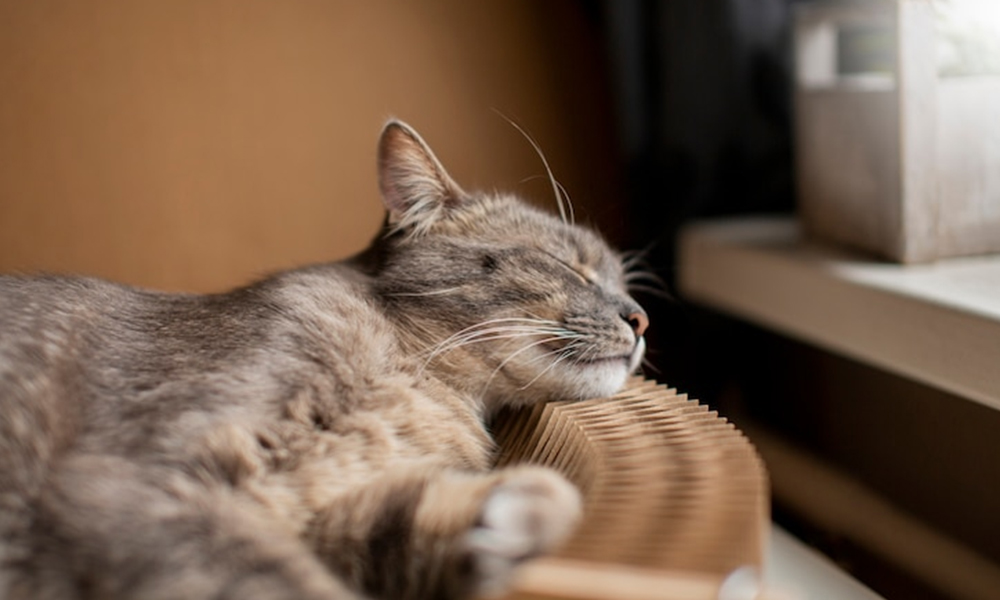 Cara Mengatasi Kucing Stres