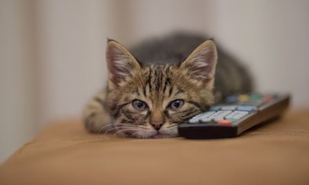 Tanda Kucing Stres