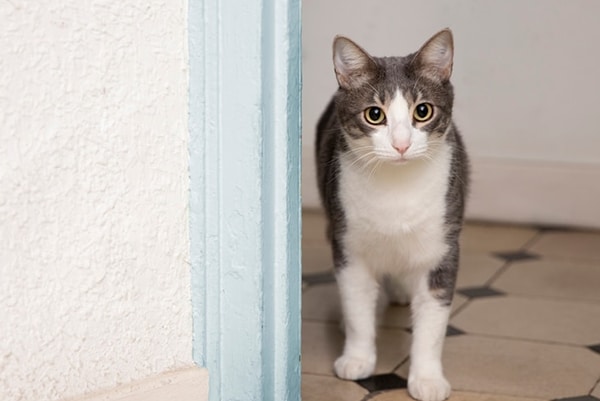 Mengatasi Kucing Stres Ketakutan