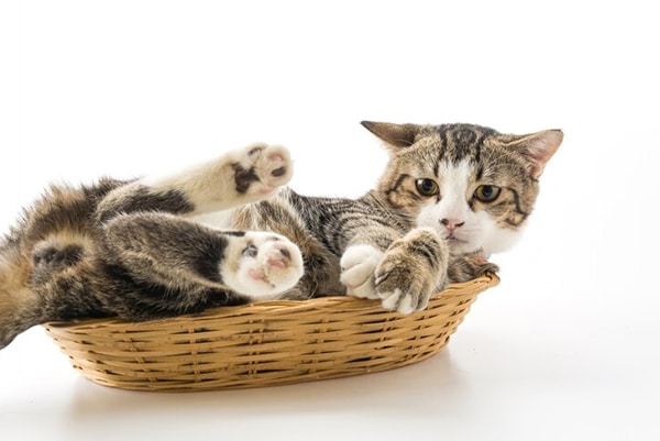 Cara Mengatasi Kucing Stres Setelah Melahirkan