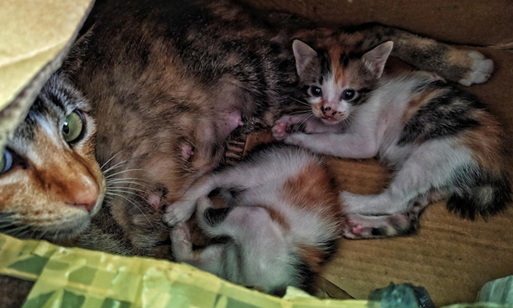 Cara Mengatasi Kucing Stres Setelah Melahirkann