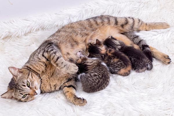 Kenapa Induk Kucing Bisa Stres Setelah Melahirkan