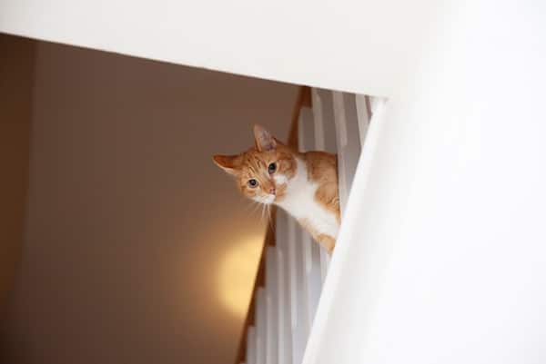 Penyebab Utama Kucing Stres Ketakutan